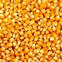 Maize grain dried with a Shomas Tractor Operated Mobile Grain Dryer