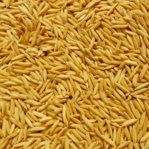 Paddy grain dried with a Shomas Tractor Operated Mobile Grain Dryer