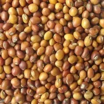 Pulses grain dried with a Shomas Tractor Operated Mobile Grain Dryer