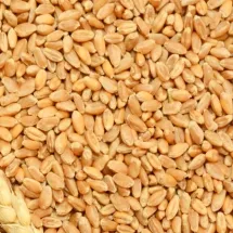 Wheat grain dried with a Shomas Tractor Operated Mobile Grain Dryer